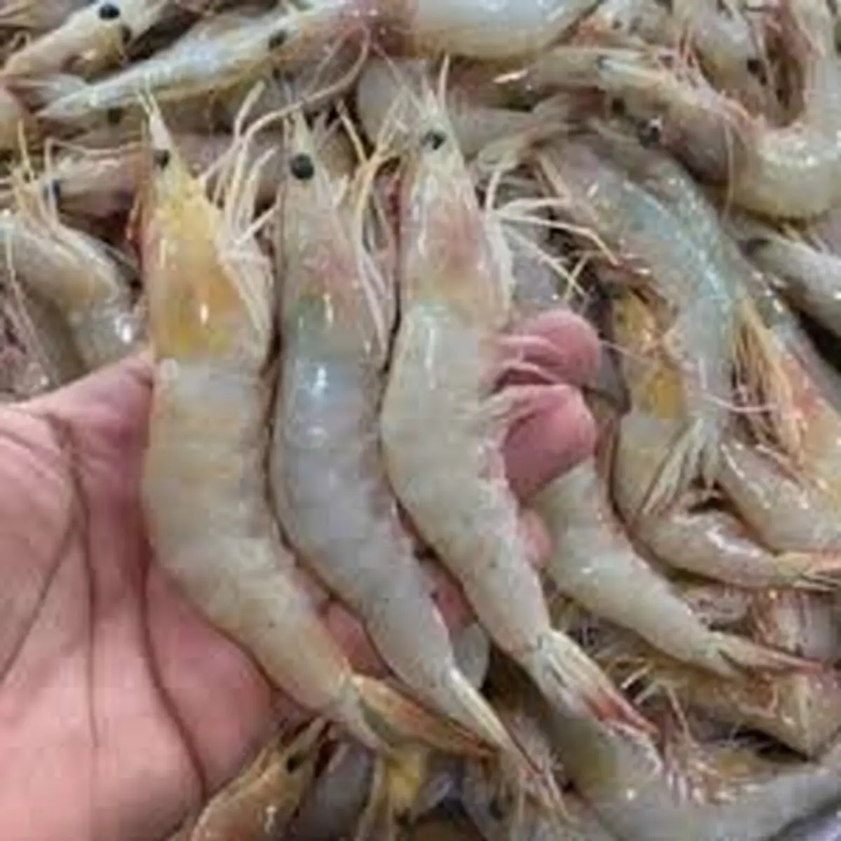 برداشت ۱۲۰۰ تن میگو در جنوب سیستان و بلوچستان