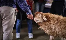 دریافت اجازه سفارش برای ذبح دام در ایام محرم توسط قصابان