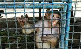 هزاران نفر خواستار تعطیلی باغ وحش هویزه شدند