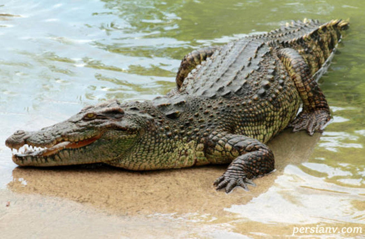 ماجرای جالب تمساح مرموزی که قتل عام می‌کند
