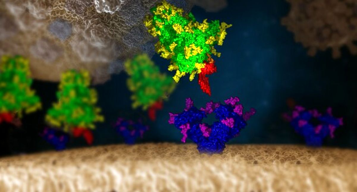 امیدواری پژوهشگران اتریشی به پیدا کردن پاشنه آشیل کرونا ویروس