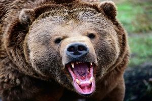 خرس خشمگین مرد روستایی را تا یک قدمی مرگ بُرد