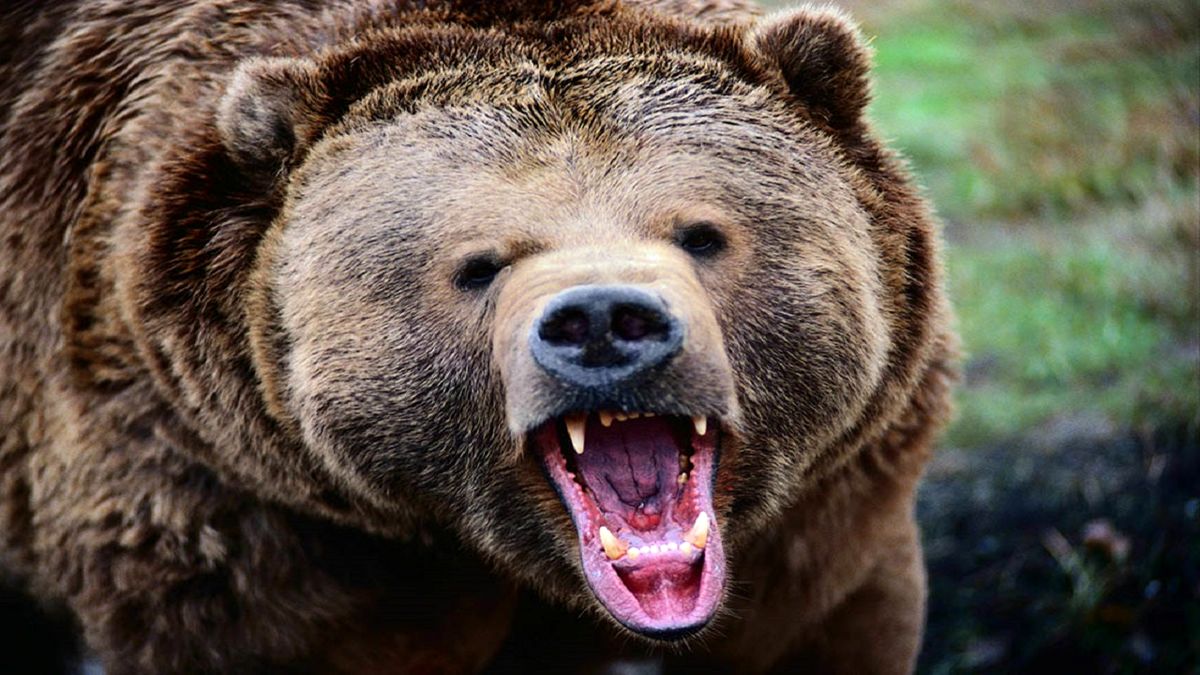 خرس خشمگین مرد روستایی را تا یک قدمی مرگ بُرد