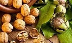 تولید خوب گردو در باغات گیلان/ خسارتی نداشتیم