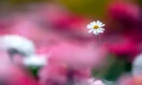 هر گل نماد چیست؟