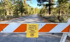 وحشت طاعون در آمریکا/ سنجاب ها قاتلان جدید مردم کالیفرنیا/ آیا یک پاندمی وحشتناک در راه است؟