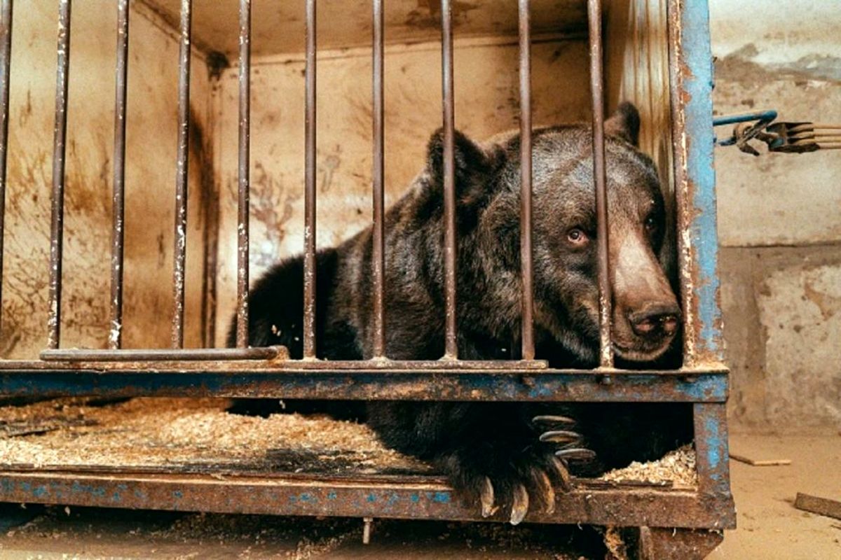 مرگ ناگهانی و اندوهناک تنها ترین خرس دنیا/ عکس