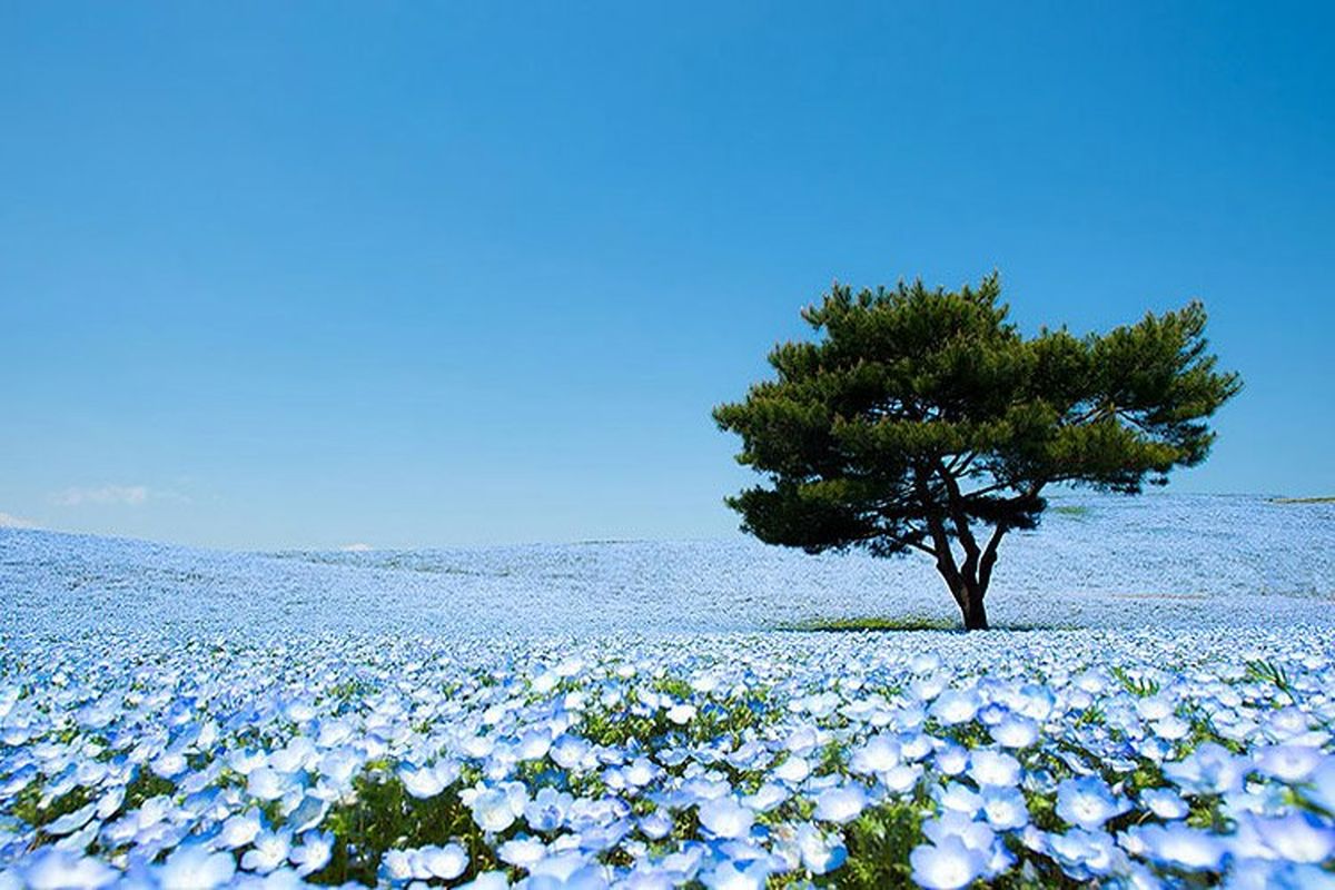 دشت زیبای گل‌ های آبی/ ویدئو