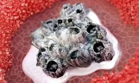 کشف خمیری صدفی که خونریزی شدید را در چند ثانیه بند می‌آورد