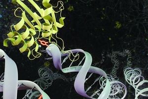 کشف آنزیم حیاتی در مبارزه با سرطان و عفونت‌های ویروسی