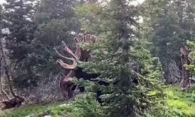 لحظه دلهره آور تعقیب و گریز گوزن و فیلمبردار/ ویدئو