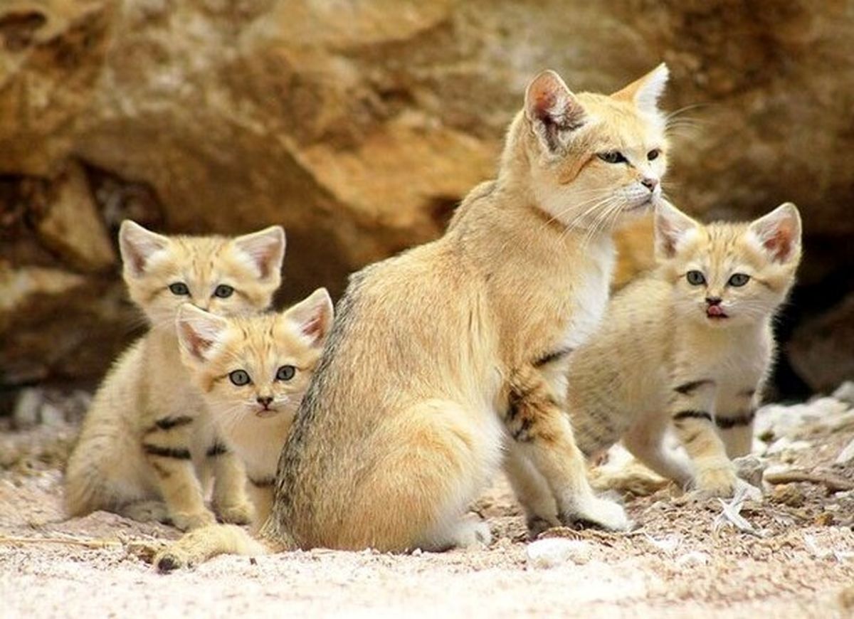 تصاویر جذاب و دیدنی از گربه‌ های شنی در ایران/ ویدئو