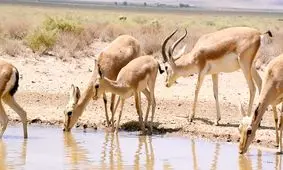 شکارچیان آهو به دام افتادند