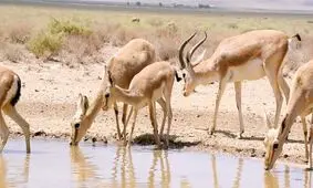 شکارچیان آهو به دام افتادند