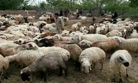 کاهش ۳۵ درصدی تقاضای گوشت در بازار / گوسفند زنده کیلویی ۴۵ تا ۶۰ هزار تومان