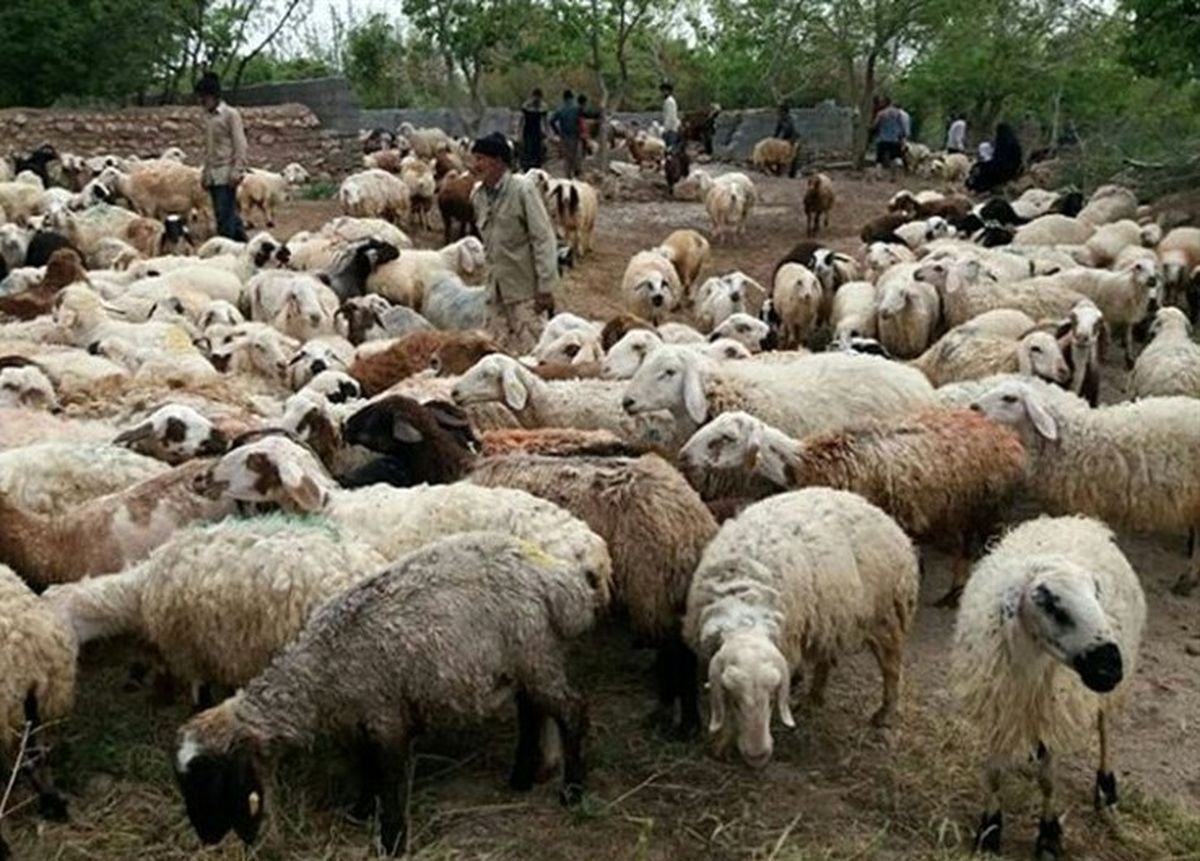 کاهش ۳۵ درصدی تقاضای گوشت در بازار / گوسفند زنده کیلویی ۴۵ تا ۶۰ هزار تومان