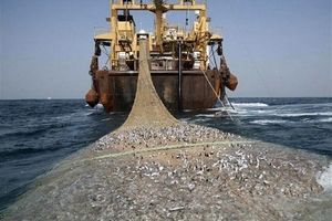 صید یک‌ هزار و ۴۶۲ تن میگو در خلیج‌ فارس
