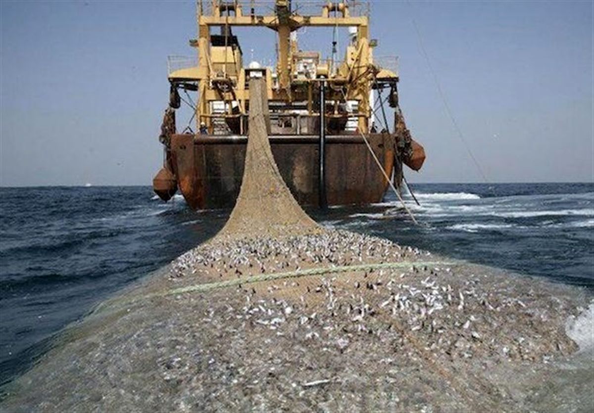 صید یک‌ هزار و ۴۶۲ تن میگو در خلیج‌ فارس