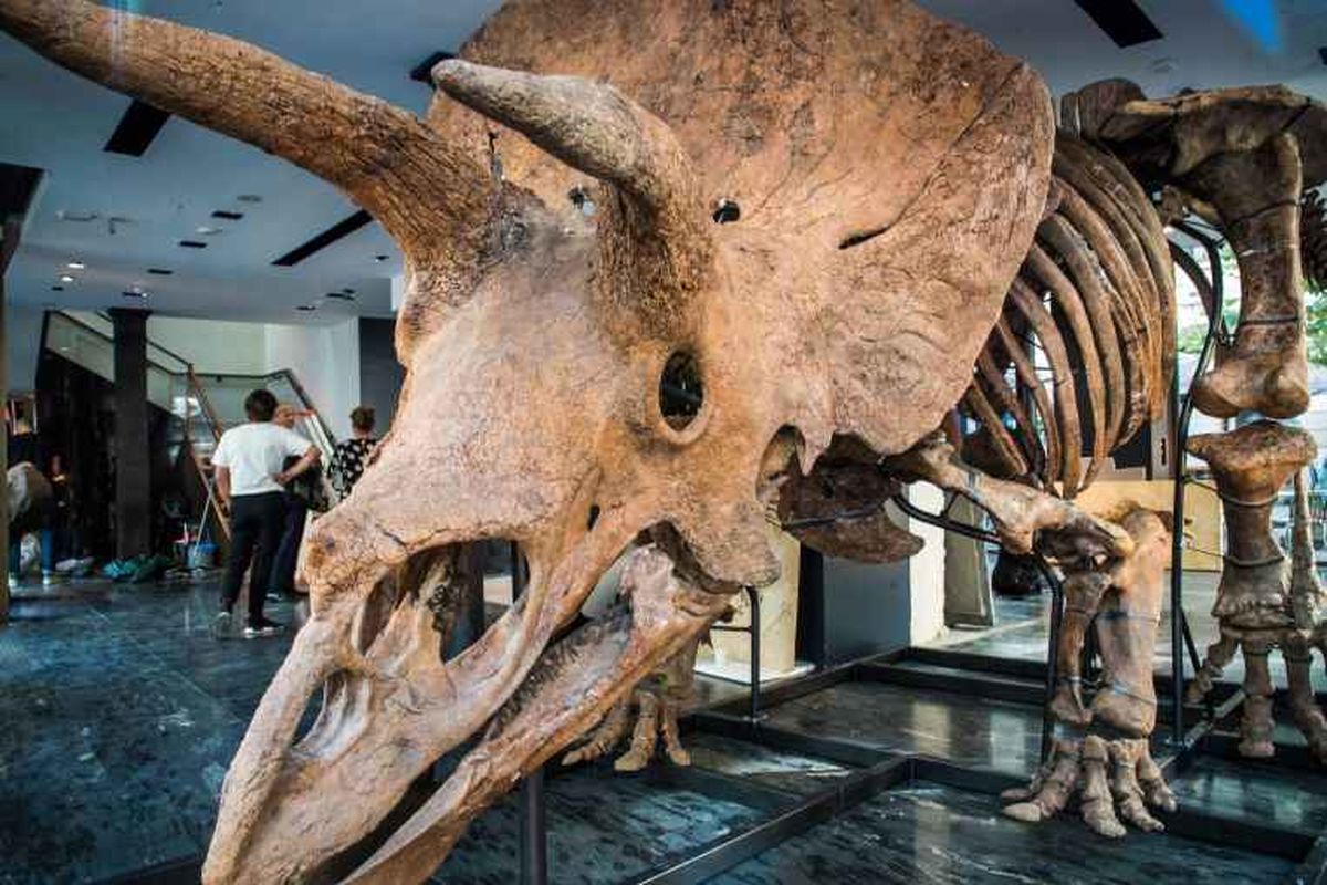 حراج اسکلت دایناسور ۶۶ میلیون ساله در پاریس/ ویدئو