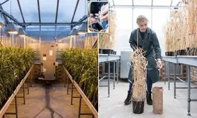 تلاش برای تولید گندمی خاص برای جلوگیری از سرطان