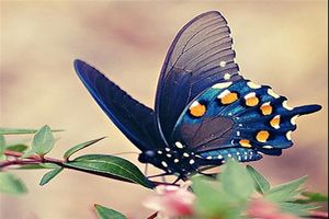 عکس‌ هایی از زیباترین پروانه‌ های جهان