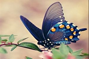 عکس‌ هایی از زیباترین پروانه‌ های جهان