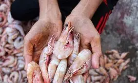 صیادان بوشهری ۱۴۵۰ تن میگو صید کردند