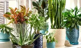 گیاهان آپارتمانی با خواص دارویی شگفت انگیز