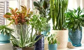 گیاهان آپارتمانی با خواص دارویی شگفت انگیز
