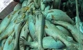 ماهی‌هایی که ماهیگیر را ثروتمند کردند
