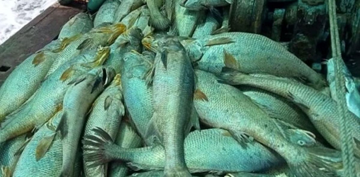 ماهی‌هایی که ماهیگیر را ثروتمند کردند