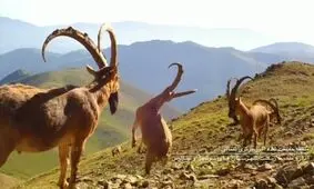 ٧٩ ثانیه هیجان انگیز از حیات وحش ارتفاعات البرز/ ویدئو