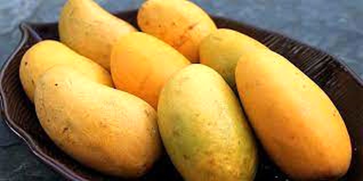 چای انبه چه فوایدی دارد؟