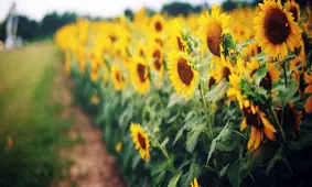 آفتاب‌گردان‌ ها در کرمانشاه