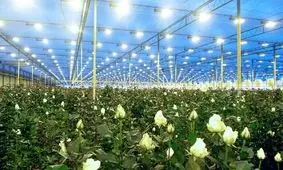 وجود ۱۶ هکتار گلخانه تولید گل‌رز در کهگیلویه و بویراحمد