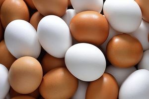 کاهش ۳۰ درصدی تولید تخم‌مرغ در خراسان رضوی