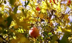 تولید ۱۲ هزار تن انار در شهرستان خاش