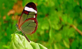 حشراتی زیبا با بال های نامرئی