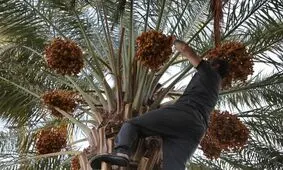 کاهش ۲۰ درصدی تولید خرما در خرمشهر