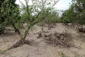 خسارت ۴۶۱ میلیاردی طوفان به بخش کشاورزی خراسان جنوبی