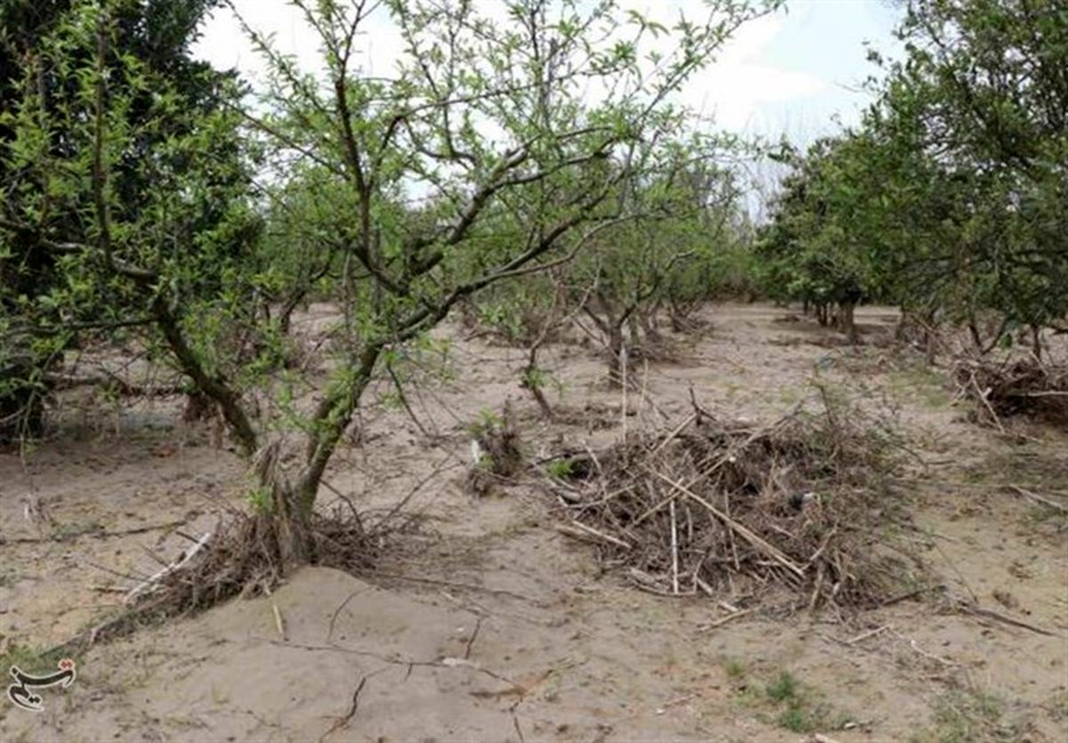 خسارت ۴۶۱ میلیاردی طوفان به بخش کشاورزی خراسان جنوبی