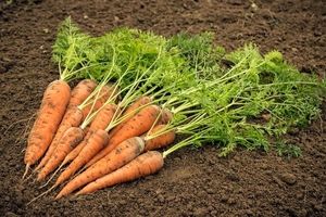 چرا امسال تولید هویج کم شد؟ / هر کیلو بذر هویج ۴۰ میلیون تومان