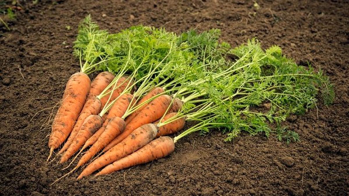 چرا امسال تولید هویج کم شد؟ / هر کیلو بذر هویج ۴۰ میلیون تومان