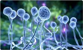 قارچ سیاه در کردستان/ شناسایی ۹ بیمار مبتلا