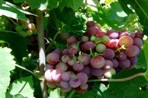 امسال ۲۰ هزار تن انگور از تاکستان‌ های شیراز برداشت می ‌شود