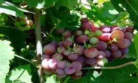 امسال ۲۰ هزار تن انگور از تاکستان‌ های شیراز برداشت می ‌شود