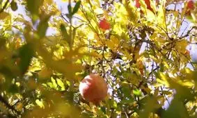 ۲۵۰۰ تن انار مرغوب در میرجاوه برداشت شد