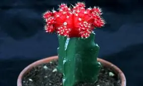 شرایط لازم برای نگهداری از کاکتوس چانه