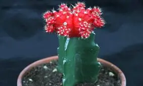 شرایط لازم برای نگهداری از کاکتوس چانه