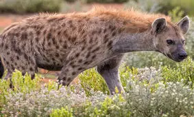 حمله کفتار به پیرمردی در هند/ ویدئو